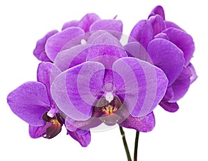 Dark purple orchid isolated on white background