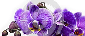 Dark purple orchid isolated on white background