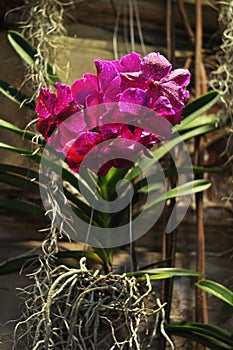 Dark purple orchid vanda on concreate wall