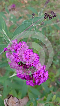 Dark purple ornamental garden flower