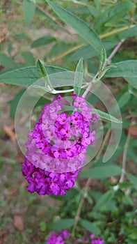 Dark purple ornamental garden flower