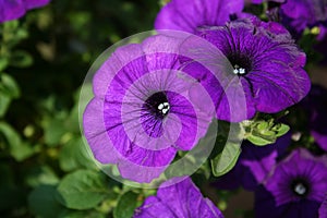 Dark Purple Petunias