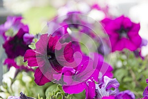 Dark purple petunias on blur background. Close up flowers.