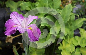 The dark purple pink flower of the Japanese iris (Iris ensata)