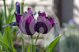 Dark purple red fringed crispa Curly Sue tulips in bloom, beautiful ornamental tulip flowers in bloom