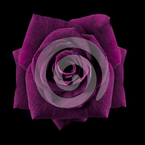 Dark purple roses background, Purple rose on black background, Greeting card with a luxury roses, Image dark tone