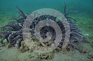 Dark purple sponge bush