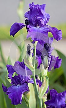 Dark Purple Tall Bearded Iris Flower