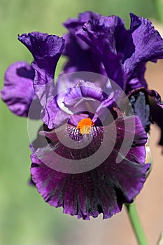 Dark purple Tall Bearded Iris Local Color close up