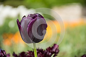 Dark purple tulip, Botanical Gardens of Balchik, Bulgaria