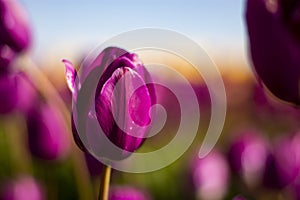 Dark Purple Tulip Flower with blue sky and blurred yellow, purple, and green background horizontal 2