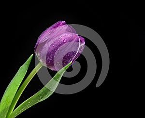 Dark Purple Tulip flower with water drops on a black background