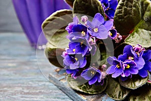 Dark purple violets flower