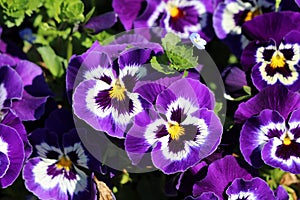 Dark purple with white and yellow center Wild pansy or Viola tricolor small wild flowers with bright petals densely planted in