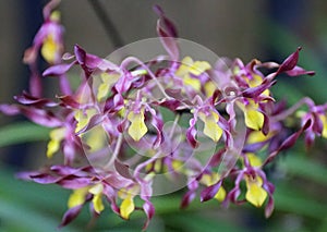 Dark purple and yellow tiny Oncidium orchids