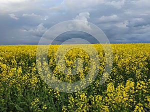 Dark rain sky over a field of yellow rapeseed in Ukraine