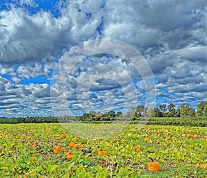 dark rain storm clouds and blue sky over orange pumpkin field in Fall