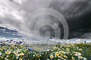 Dark rainy storm clouds above chamomile and cornflower meadow