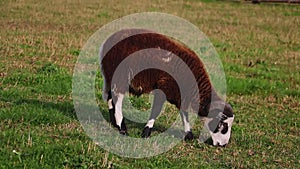 A dark ram nibbles the grass in the autumn meadow.