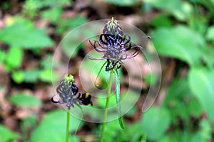 Dark Rampion or Phyteuma ovatum plants with dark to blackish-violet flowers shaped like ball of sharp spikes with insects flying