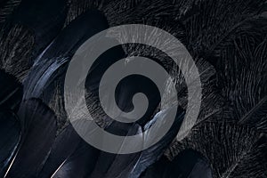 Dark raven feathers background