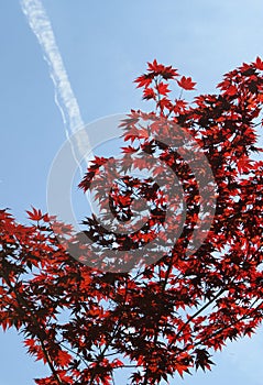 Dark red acer tree, blue sky and jet trail. photo