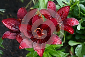 Dark red asiatic lilies with dew drops on petals