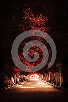 Dark Red Autumn Tree Path