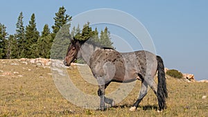 Dark Red Bay Roan Wild Horse Mustang Stallion on Tillett Ridge in the Pryor Mountains Wild Horse Range on the border of Wyoming