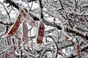 Dark red beans on the frozen branches