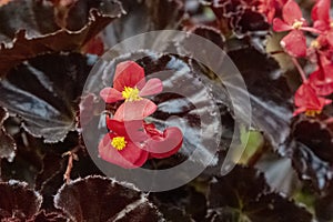 Dark red Begonia Obliqua flower with yellow stamens. It grows on a flower bed in the shade on a summer day. Macro flower