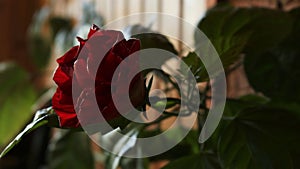 Dark red blooming rose hibiscus