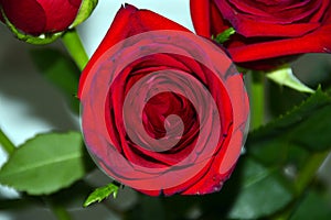 Dark red blossoming rose photo