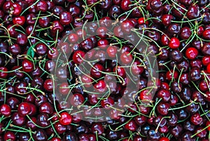 Dark red cherries