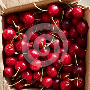 Dark red cherries in a day