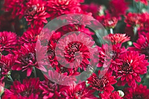 Dark red chrysanthemums, autumn flowers. Floral background. Gift card, blossom pattern. Flowering, nature wallpaper. Fall season.