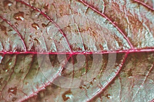 Dark red color amaranth leaf close up