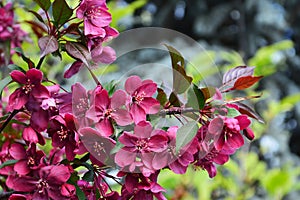 Dark red crabapple blossoms Malus Royalty