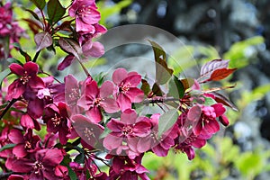 Dark red crabapple blossoms Malus Royalty photo