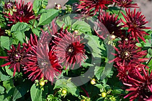 Dark red Dahlia variety Nuit d`Ete flowering in a garden