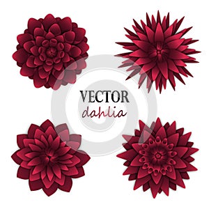 Dark red dahlias collection.