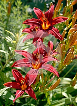 Day lily