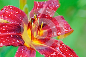 Dark red daylily flower