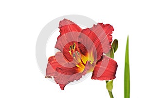 Dark red daylily isolated on white