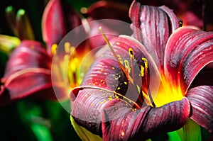 Dark Red Daylily