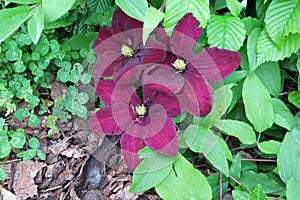 Dark red flower of clematis