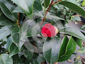 Camellia japonica `Cereixa de Tollo`