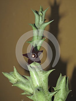 Dark red flower and stem of Orbea decaisneana succulent
