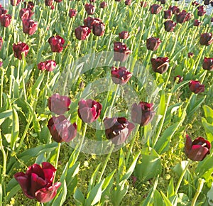 Dark Red Flowers