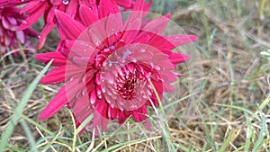 Dark-red flowers